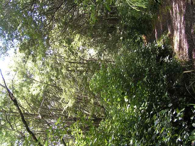 NZ leden-unor 2006 152.jpg